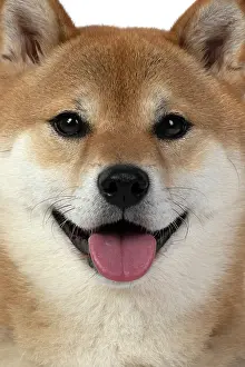 Inus: DOG. Shiba Inu, adult, sitting, portrait, face expression, sm