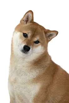 Inus: DOG. Shiba Inu, adult, sitting, portrait, face expression, s