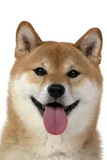 Inus: DOG. Shiba Inu, adult, sitting, portrait, face expression, sm