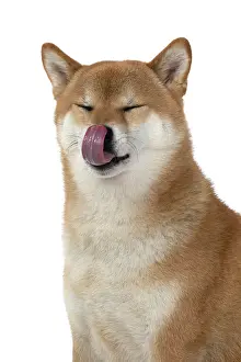 Nose: DOG. Shiba Inu, adult, sitting, portrait, face expression, s