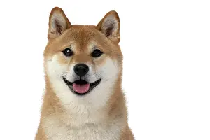 Inus: DOG. Shiba Inu, adult, sitting, portrait, face expression, sm