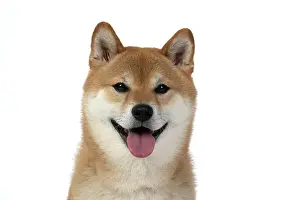 Inus: DOG. Shiba Inu, adult, sitting, portrait, face expression, sm