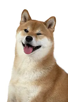 Inus: DOG. Shiba Inu, adult, sitting, portrait, face expression, s
