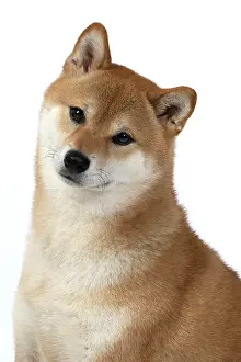 Inus: DOG. Shiba Inu, adult, sitting, portrait, face expression, s