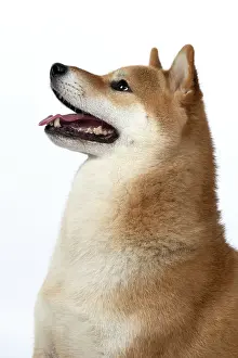 Inus: DOG. Shiba Inu, adult, sitting, proflie, portrait, face expr
