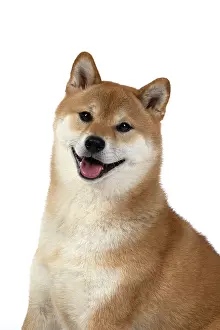 Inus: DOG. Shiba Inu, adult, sitting, portrait, face expression, sm