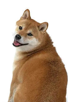 Inus: DOG. Shiba Inu, adult, sitting, , back view, head turned to