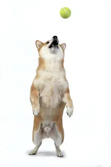 Inus: DOG. Shiba Inu, adult, sitting up on back legs, playfull, c