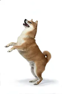 Inus: DOG. Shiba Inu, adult, standing up on back legs, playfull