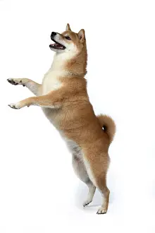 Inus: DOG. Shiba Inu, adult, standing up on back legs, playfull