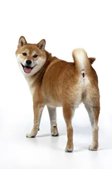 Inus: DOG. Shiba Inu, adult, standing looking to camera, back view