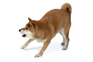 Inus: DOG. Shiba Inu, adult, standing, playfull, studio