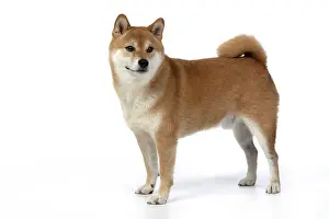Inus: DOG. Shiba Inu, adult, standing, side view, studio