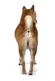 Inus: DOG. Shiba Inu, adult, standing, back view, studio