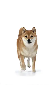 Inus: DOG. Shiba Inu, adult, , walking, to camera, studio
