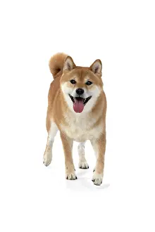 Inus: DOG. Shiba Inu, adult, , walking, to camera, studio