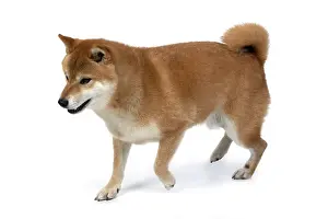 Inus: DOG. Shiba Inu, adult, , walking, studio