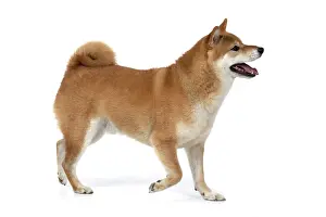 Inus: DOG. Shiba Inu, adult, , walking, studio