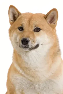 Brushwood: Dog - Shiba Inu / Japanese Shiba Inu. Also known