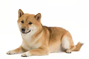 Brushwood: Dog - Shiba Inu / Japanese Shiba Inu. Also known