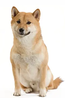 Brushwood: Dog - Shiba Inu / Japanese Shiba Inu. Also known