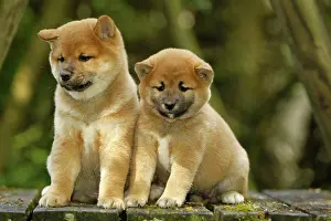 Inus: Dog - Shiba Inu puppies