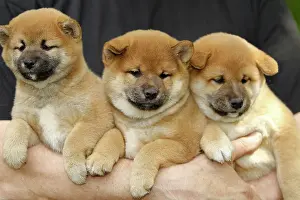 Inus: Dog - Shiba Inu puppies