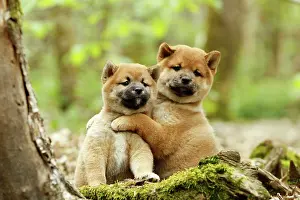 Inus: Dog - Shiba Inu - puppies