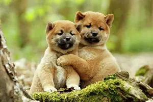 Inus: Dog - Shiba Inu - puppies