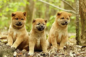 Inus: Dog - Shiba Inu - puppies