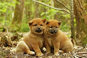 Inus: Dog - Shiba Inu - puppies