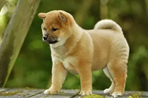 Inus: Dog - Shiba Inu - puppy