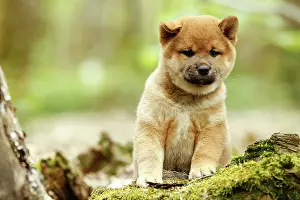 Inus: Dog - Shiba Inu puppy
