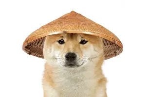 290621: Dog - Shiba Inu wearing an oriental bamboo / straw hat
