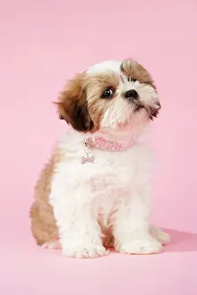 Utlity: DOG - Shih Tzu - 10 week old puppy