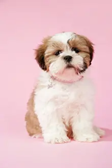 Utlity: DOG - Shih Tzu - 10 week old puppy
