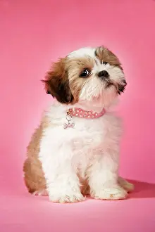 Utlity: Dog - Shih Tzu - 10 week old puppy with collar