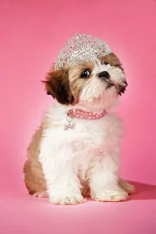 Tiara: DOG - Shih Tzu - 10 week old puppy with collar