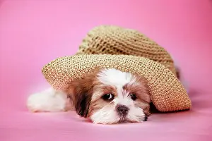 Utlity: Dog - Shih Tzu - 10 week old puppy under a hat