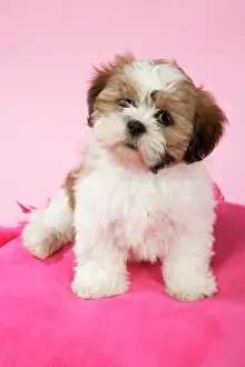 Utlity: DOG - Shih Tzu - 10 week old puppy on pink cushion