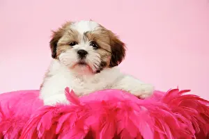 Utlity: DOG - Shih Tzu - 10 week old puppy on pink cushion