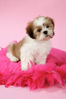 Utlity: DOG - Shih Tzu - 10 week old puppy on pink cushion
