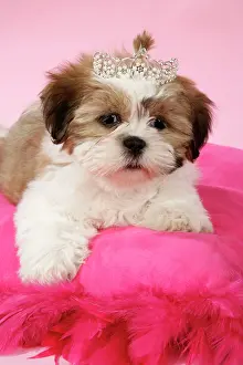 Tiara: DOG - Shih Tzu - 10 week old puppy on pink cushion