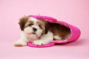 Utlity: Dog - Shih Tzu - 10 week old puppy in shopping bag