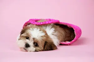 Utlity: Dog - Shih Tzu - 10 week old puppy in shopping bag