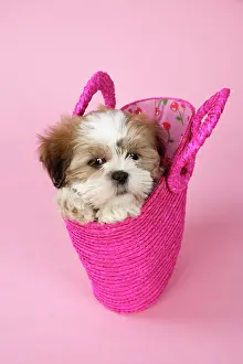Utlity: Dog - Shih Tzu - 10 week old puppy in shopping bag