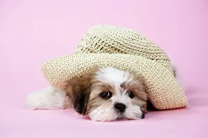 Utlity: Dog - Shih Tzu - 10 week old puppy with staw hat