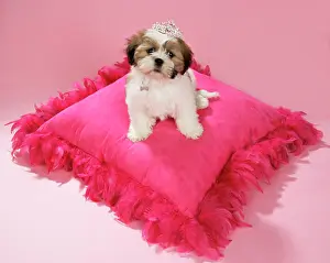 Tiara: DOG - Shih Tzu - 10 week old puppy wearing tiara