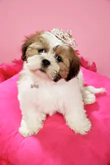 Tiara: DOG - Shih Tzu - 10 week old puppy wearing tiara