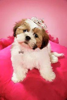 Tiara: Dog - Shih Tzu - 10 week old puppy wearing a tiara